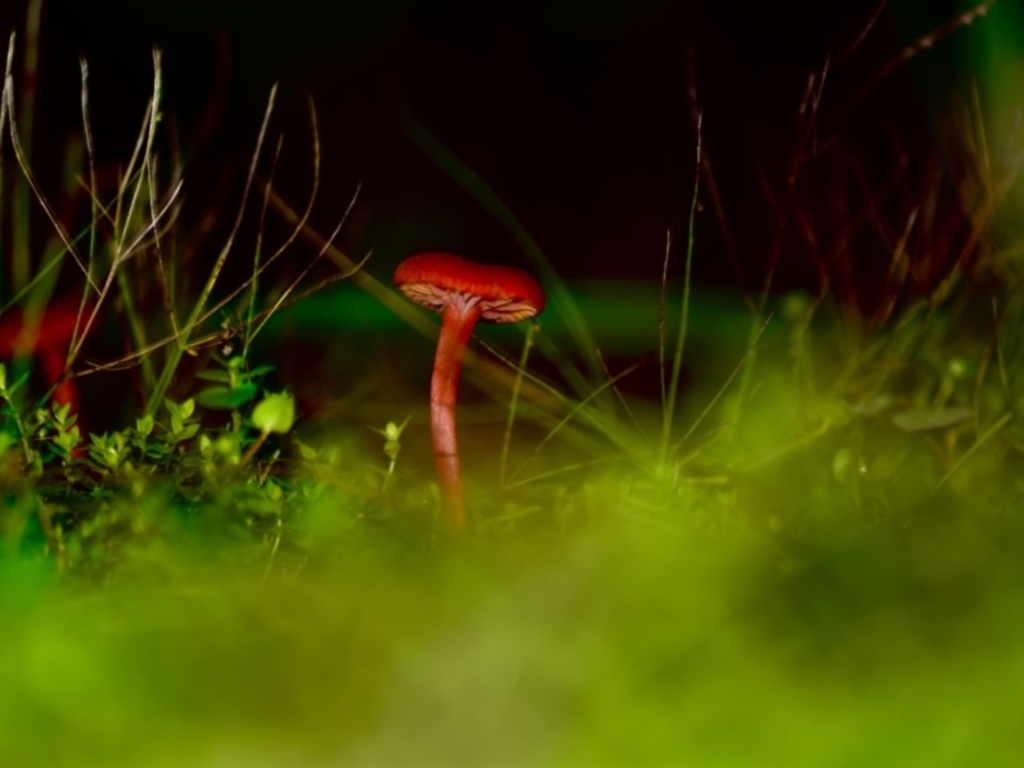 Hygrocybe firma at suppressed - 8 Apr 2019