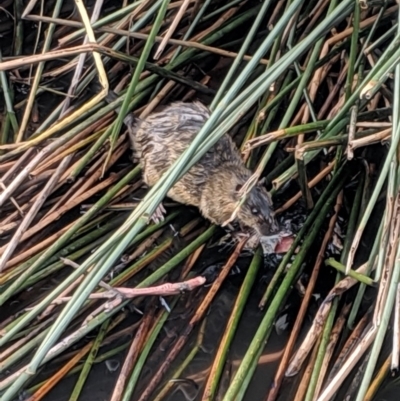 Hydromys chrysogaster (Rakali or Water Rat) at Belconnen, ACT - 16 Apr 2019 by MattM