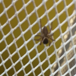 Maratus griseus at Mirador, NSW - 16 Apr 2019 02:07 PM