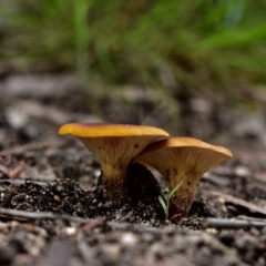 Paxillus involutus (Brown roll-rim) at Tura Beach, NSW - 8 Apr 2019 by TLH