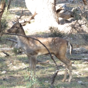 Dama dama at Michelago, NSW - 14 Apr 2019