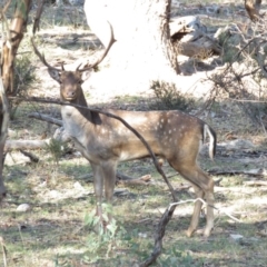 Dama dama at Michelago, NSW - 14 Apr 2019