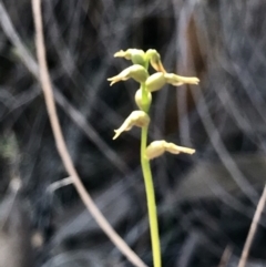 Corunastylis clivicola (Rufous midge orchid) at Acton, ACT - 16 Apr 2019 by PeterR
