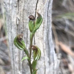 Speculantha rubescens (Blushing Tiny Greenhood) at Acton, ACT - 16 Apr 2019 by PeterR