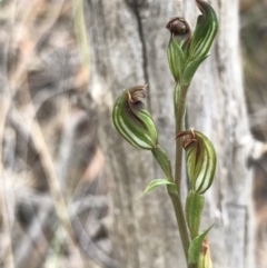 Speculantha rubescens at Acton, ACT - 16 Apr 2019