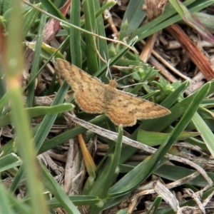 Scopula rubraria at Paddys River, ACT - 16 Apr 2019