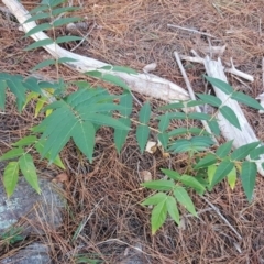 Ailanthus altissima (Tree-of-Heaven) at Isaacs, ACT - 16 Apr 2019 by Mike