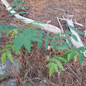 Ailanthus altissima at Isaacs, ACT - 16 Apr 2019