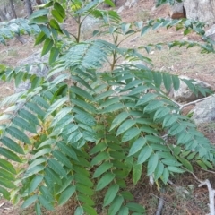 Ailanthus altissima at Isaacs, ACT - 16 Apr 2019