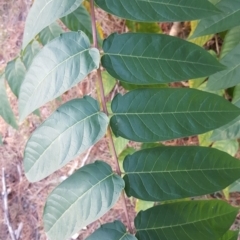 Ailanthus altissima at Isaacs, ACT - 16 Apr 2019 04:20 PM