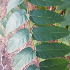 Ailanthus altissima at Isaacs, ACT - 16 Apr 2019