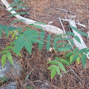 Ailanthus altissima at Isaacs, ACT - 16 Apr 2019 04:20 PM