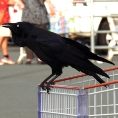 Corvus coronoides (Australian Raven) at Majura, ACT - 15 Apr 2019 by RodDeb