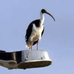 Threskiornis spinicollis (Straw-necked Ibis) at Majura, ACT - 15 Apr 2019 by RodDeb