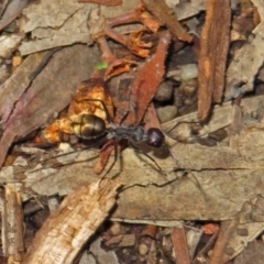 Camponotus suffusus (Golden-tailed sugar ant) at ANBG - 15 Apr 2019 by RodDeb
