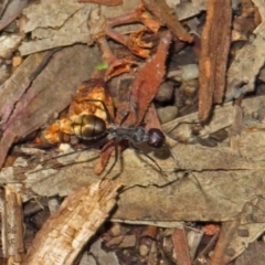 Camponotus suffusus (Golden-tailed sugar ant) at Acton, ACT - 15 Apr 2019 by RodDeb