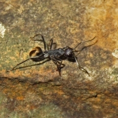 Camponotus suffusus at Acton, ACT - 15 Apr 2019 12:48 PM