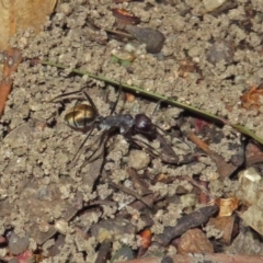 Camponotus suffusus at Acton, ACT - 15 Apr 2019