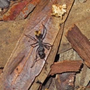 Camponotus suffusus at Acton, ACT - 15 Apr 2019 12:48 PM