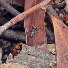 Camponotus suffusus at Acton, ACT - 15 Apr 2019