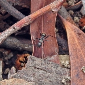 Camponotus suffusus at Acton, ACT - 15 Apr 2019 12:48 PM