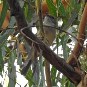 Pachycephala pectoralis at ANBG - 15 Apr 2019