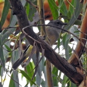 Pachycephala pectoralis at ANBG - 15 Apr 2019