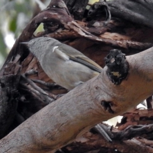 Pachycephala pectoralis at ANBG - 15 Apr 2019