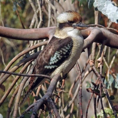 Dacelo novaeguineae (Laughing Kookaburra) at ANBG - 15 Apr 2019 by RodDeb