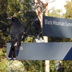 Strepera graculina (Pied Currawong) at ANBG - 15 Apr 2019 by RodDeb