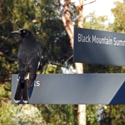 Strepera graculina (Pied Currawong) at ANBG - 15 Apr 2019 by RodDeb