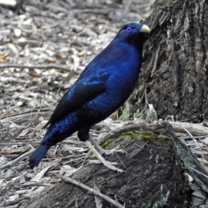 Ptilonorhynchus violaceus at ANBG - 15 Apr 2019