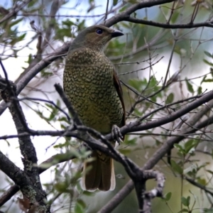 Ptilonorhynchus violaceus at ANBG - 15 Apr 2019