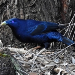 Ptilonorhynchus violaceus at ANBG - 15 Apr 2019