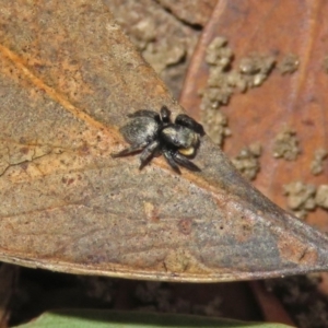 Salticidae sp. 'Golden palps' at ANBG - 15 Apr 2019