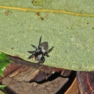 Salticidae sp. 'Golden palps' at ANBG - 15 Apr 2019