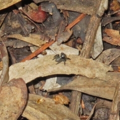 Salticidae sp. 'Golden palps' at ANBG - 15 Apr 2019