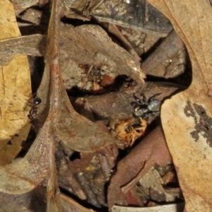 Salticidae sp. 'Golden palps' at ANBG - 15 Apr 2019