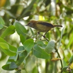 Acanthiza lineata (Striated Thornbill) at ANBG - 15 Apr 2019 by RodDeb