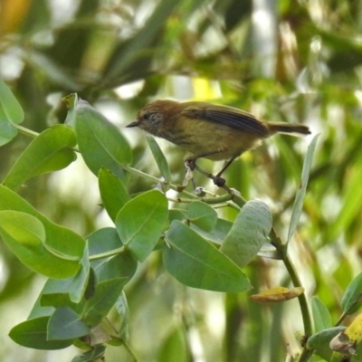 Acanthiza lineata (Striated Thornbill) at ANBG - 15 Apr 2019 by RodDeb