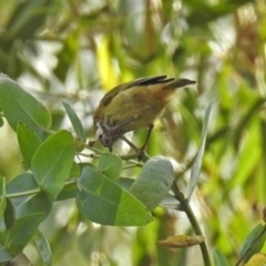 Acanthiza lineata at ANBG - 15 Apr 2019