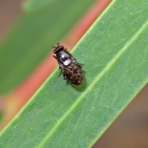 Sphaeroceridae sp. (family) at ANBG - 15 Apr 2019 01:10 PM