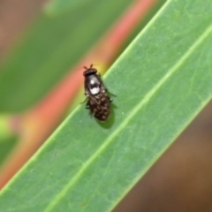 Sphaeroceridae sp. (family) at ANBG - 15 Apr 2019 01:10 PM