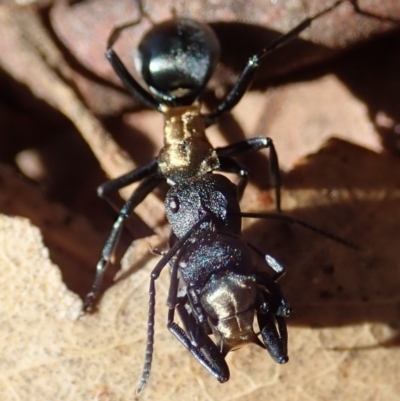 Polyrhachis ornata (Ornate spiny ant) at Mount Painter - 15 Apr 2019 by CathB