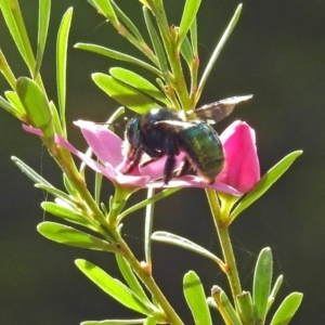 Xylocopa (Lestis) aerata at ANBG - 15 Apr 2019