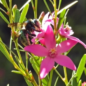 Xylocopa (Lestis) aerata at ANBG - 15 Apr 2019