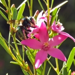 Xylocopa (Lestis) aerata at ANBG - 15 Apr 2019