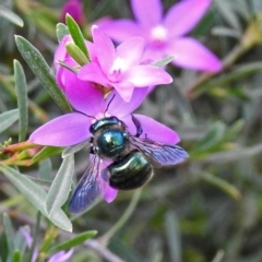 Xylocopa (Lestis) aerata at ANBG - 15 Apr 2019