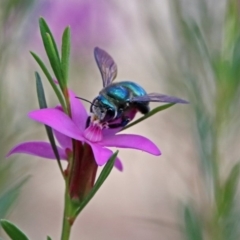 Xylocopa (Lestis) aerata at ANBG - 15 Apr 2019 02:19 PM