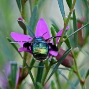 Xylocopa (Lestis) aerata at ANBG - 15 Apr 2019 02:19 PM